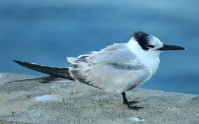 Image result for Gelochelidon nilotica