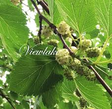 Attēlu rezultāti vaicājumam “Morus alba leaf”