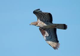 Attēlu rezultāti vaicājumam “Pernis apivorus”