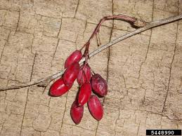 Attēlu rezultāti vaicājumam “Berberis vulgaris fruit”