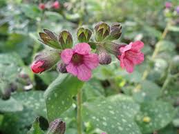 Image result for Pulmonaria officinalis
