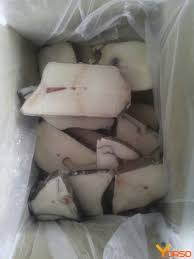 Image result for Anarhichas denticulatus