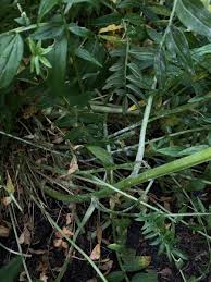 Attēlu rezultāti vaicājumam “Polemonium caeruleum bud”