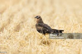 Attēlu rezultāti vaicājumam “Circus pygargus”