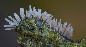 Attēlu rezultāti vaicājumam “Stemonitopsis typhina macro”