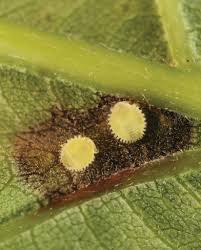 Attēlu rezultāti vaicājumam “Prociphilus xylostei”