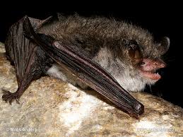 Attēlu rezultāti vaicājumam “Myotis nattereri”