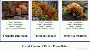 Attēlu rezultāti vaicājumam “Tremella encephala”