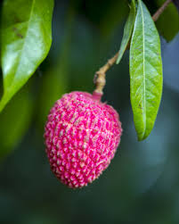Image result for Litchi chinensis