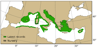 Image result for Raja polystigma