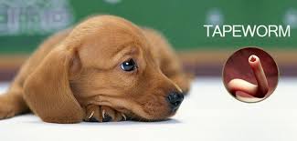 Image result for cestoda excrement dog