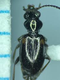 Attēlu rezultāti vaicājumam “Bembidion quadrimaculatum”