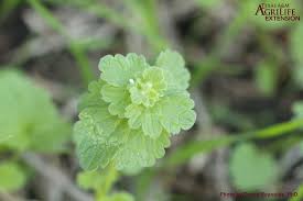 Attēlu rezultāti vaicājumam “Lamium amplexicaule leaf”