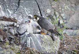 Image result for Ukc Falcons