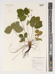 Attēlu rezultāti vaicājumam “Fragaria moschata”