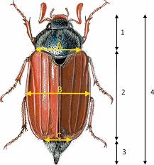 Attēlu rezultāti vaicājumam “Melolontha melolontha imago”