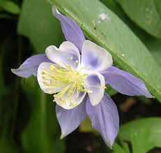 Image result for Aquilegia caerulea