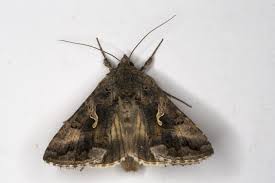 Attēlu rezultāti vaicājumam “Autographa gamma”