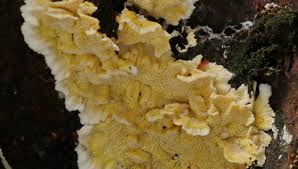 Attēlu rezultāti vaicājumam “Flaviporus citrinellus”