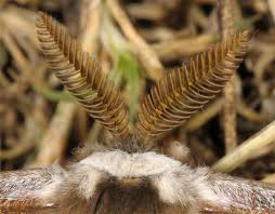 Attēlu rezultāti vaicājumam “Saturnia pavonia”