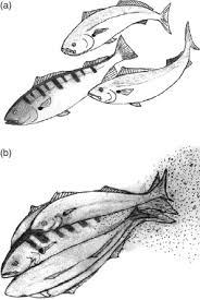 Image result for Cynoscion regalis