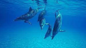 Afbeeldingsresultaat voor dolfijnen