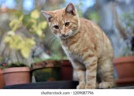 Attēlu rezultāti vaicājumam “Felis silvestris catus”