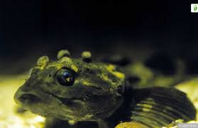 Image result for Myoxocephalus quadricornis