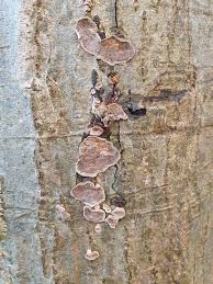 Attēlu rezultāti vaicājumam “Stereum rugosum”