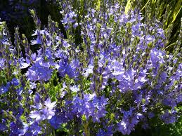 Attēlu rezultāti vaicājumam “Veronica austriaca subsp. teucrium leaf”