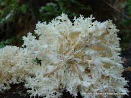 Attēlu rezultāti vaicājumam “Hericium coralloides”