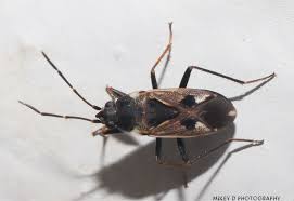 Image result for Rhyparochromus