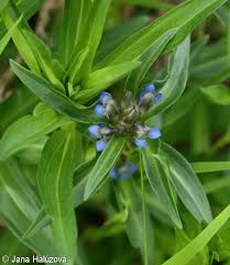 Attēlu rezultāti vaicājumam “Gentiana cruciata bud”