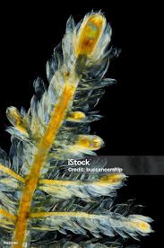 Attēlu rezultāti vaicājumam “Pleurozium schreberi”