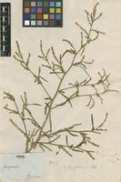 Attēlu rezultāti vaicājumam “Corispermum hyssopifolium”