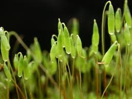 Attēlu rezultāti vaicājumam “Bryales”