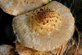 Attēlu rezultāti vaicājumam “Pholiota heteroclita”