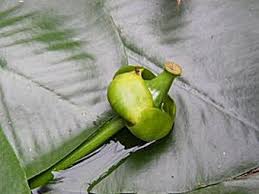 Attēlu rezultāti vaicājumam “Nuphar lutea fruit”