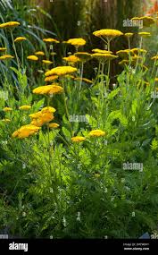 Image result for Achillea filipendulina