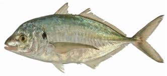 Image result for Pseudocaranx dentex