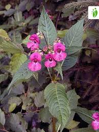 Image result for Impatiens glandulifera