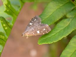 Attēlu rezultāti vaicājumam “Udea olivalis”