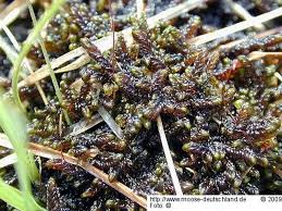 Attēlu rezultāti vaicājumam “Scorpidium revolvens”