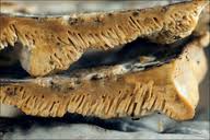 Attēlu rezultāti vaicājumam “Antrodia malicola”