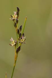 Attēlu rezultāti vaicājumam “Juncus gerardii bud”