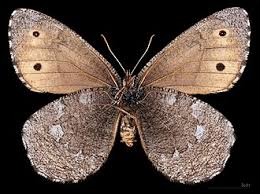 Attēlu rezultāti vaicājumam “Oeneis jutta underside”