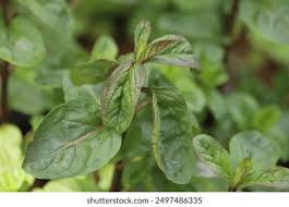 Attēlu rezultāti vaicājumam “Mentha aquatica leaf”