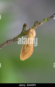 Attēlu rezultāti vaicājumam “Hepialus humuli female”