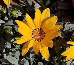 Image result for Gazanien