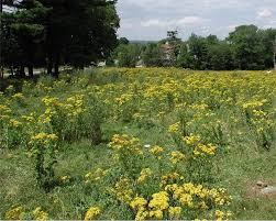 Attēlu rezultāti vaicājumam “Jacobaea vulgaris flower”